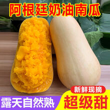 阿根廷奶油南瓜 2021年新鲜现摘小南瓜 农家自种超甜老南瓜5/9斤 净重5斤【超甜】