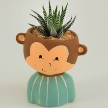 世纪奥桥多肉植物盆栽肉肉植物办公室内桌面新手新款组合套餐创意绿植花卉防辐射含盆diy盆景 【小猴子+条纹十二卷】1套