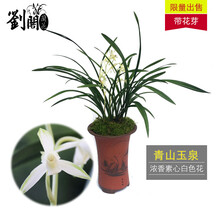劉閣蘭花 刘阁兰花 精品兰花苗 建兰名品 青山玉泉 四季兰花苗 现带花苞 好养花卉 6苗连体带花苞