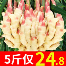 嫩姜生姜新鲜大仔5斤现挖红芽小黄姜老姜糖醋姜G 1000g