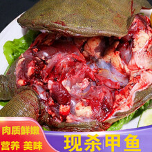 现杀甲鱼  外塘野养   老鳖  王八真空包装 海鲜水产   智维理克 外塘散养甲鱼(青黄背)活体 【顺丰】1.5斤现杀真空包装