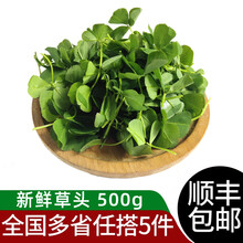绿食者 新鲜草头500g 金花菜 上海本地农家三叶菜苜蓿草 新鲜蔬菜