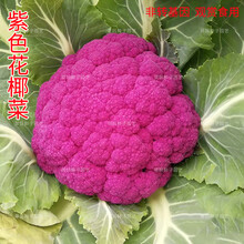 紫色花椰菜 价格 图片 品牌 怎么样 京东商城