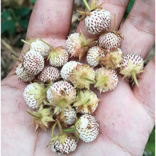 稀有浆果种子全套 锡兰覆盆子 草莓 金色树莓 悬钩子人参宝宝系列