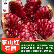申堰石榴树树苗突尼斯软籽石榴苗盆栽庭院果树特大带土无籽甜石榴树苗 泰山红石榴6年大苗当年结果 81cm(含)-110cm(含)