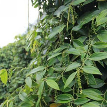 胡椒种子 商品搜索 京东