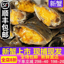 【活鲜】大闸蟹全母鲜活满黄螃蟹河蟹海鲜水产蟹类 索维奥 一两蟹18只++ 2 只(优选款)