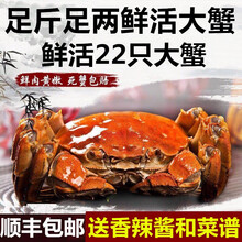 【活蟹】蟹品煌大闸蟹现货 公母蟹 大蟹 鲜活螃蟹 六月黄大闸蟹现货鲜活香辣蟹河蟹 生鲜水产礼盒装 六月黄（2.6-2.9两） 8只