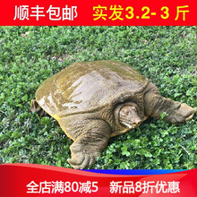 3.2-3斤甲鱼活鲜活食用放养甲鱼生态活体王八外塘顺丰 原味 1000g