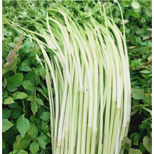 妮姬水芹菜 新鲜蔬菜金坛无节水芹水芹菜4斤小叶芹菜农家自种蔬菜 4斤