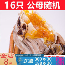 【活鲜】大闸蟹全母4.0-3.5两18只鲜活螃蟹活体现货礼盒 塔布莫特 (公母2.5-2.0两)16只