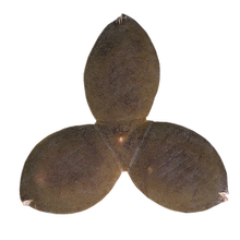 #RemHtml($!{product.content.wareName})