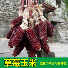 超甜水果玉米种子草莓玉米甜糯玉米种籽春季四季大棒高产耐热大田 草莓玉米50克