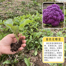 紫色花椰菜 价格 图片 品牌 怎么样 京东商城