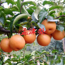 梨树树苗 水晶梨 梨树苗新品种地栽 嫁接苗当年结果 南方北方种植 孟津梨 4年苗当年结果