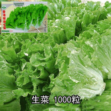 蔬菜种子番茄萝卜辣椒香菜春秋四季播早熟室内阳台盆栽速生青菜籽 玻璃生菜1000粒