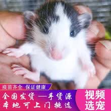 花枝鼠 价格 图片 品牌 怎么样 京东商城