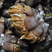 中山 【顺丰发货】新鲜活佛手螺鹅颈藤壶狗爪螺龟脚螺龟足鬼爪螺大中