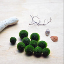孙凯海藻球创意迷你办公室桌面球藻盆栽 水培植物微景观生态瓶 3岁mo宝1.2厘米