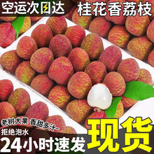 玢果萱【顺丰JD空运】2025年海南桂花香荔枝新鲜现摘现发三月红荔枝整箱 甄选果3斤净果2.5斤 顺丰空运+1斤（26个左右）