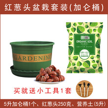 葱种小香葱种子种籽红葱头黄葱新鲜四季水培种孑盆栽蔬菜室内阳台 红葱(加仑桶)套装