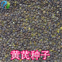 黄芪种子 价格 图片 品牌 怎么样 京东商城