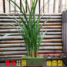伊速达带花苞四川兰花兰草春剑壮苗清香型盆栽绿植草本花卉高大直立花苞 春剑3苗