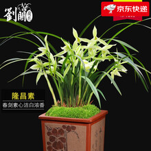 劉閣蘭花刘阁兰花新品素心兰 春剑隆昌素 冬带浓香花苞出售花卉苗绿植盆栽 隆昌素3苗连体裸根