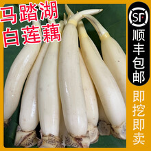 山东淄博马踏湖白莲藕生吃藕脆藕莲菜水果藕新鲜现挖 1500g（短粗适合凉拌）