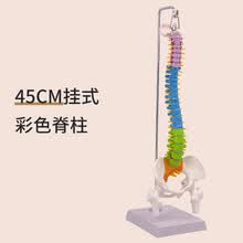 脊椎模型】价格_脊椎模型图片- 京东