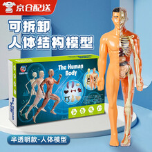 人体模型玩具】价格_人体模型玩具图片- 京东 人体模型玩具】价格_人体模型玩具图片- 京东