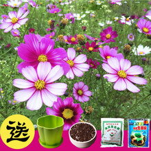 满天星种子太阳花康乃馨波斯菊薰衣草花卉四季种易活盆栽套餐种子 波斯菊200粒+盆+土+肥
