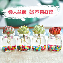 花兮语 Huaxiyu 多肉植物 京东