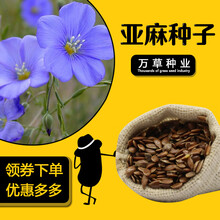 内蒙新亚麻籽老品种胡麻种子 500克干净无杂发芽率高 亚麻种子一斤
