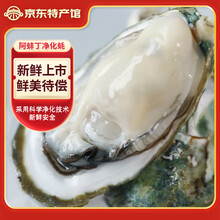 阿蚌丁净化蚝钦州大蚝刺身大蚝鲜活大蚝新鲜安全肥美礼盒装送礼包邮到家 【特大蚝】9个（3-4两/个