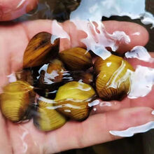 #RemHtml($!{product.content.wareName})