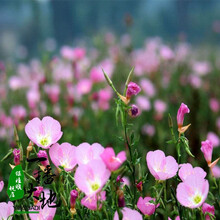 一播大地 大花月见草种子 美丽月见草 月苋草耐旱夜来香 多年生景观花卉种子 美丽月见草200粒