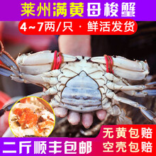 【买一斤送一斤】莱州梭子蟹鲜活螃蟹飞蟹满黄母蟹 蟹类礼盒 海蟹 1斤价 7-8两/只 满黄母蟹