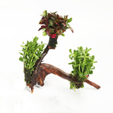 绿伴 鱼缸装饰造景套餐真水草活体沉木后景草缸植物淡水小水榕养鱼懒人 三头小对叶加红玫瑰