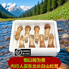 2024年鲜冻松茸礼盒东北长白山吉林延边延吉产地直发菌菇未开伞 9-12厘米（速冻） 500g