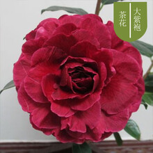 盆栽茶花苗山茶花苗绿植花卉盆栽四季好养茶花树苗盆栽耐寒花卉观花植物室内花卉绿植开花不断 大紫袍 4年苗当年开花
