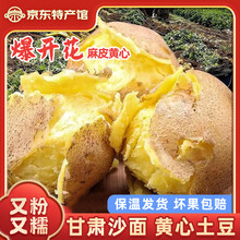 甘肃定西土豆马铃薯2024年新挖粉糯沙面高山洋芋黄心黄皮定西特产 净重5斤中大果 每颗5-6两左右