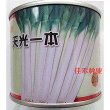 日本天光一本大葱种子 钢葱籽 铁杆耐寒耐热高产抗病春秋季播蔬菜 约90g桶装