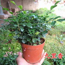带土九里香盆栽树苗九里香苗观叶植物带土发货四季南北方种植庭院办公室花卉室内 多颗九里香 不含盆