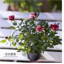 迷你小玫瑰花大盆栀子花盆栽带花苞四季开花办公室内植物花卉绿植 红白复色原盆 带盆栽好