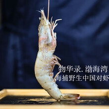 渤海湾海捕野生大对虾鲜活极速冻对虾白虾大明虾烧烤白灼海鲜水产 海捕野生对虾大号 500g(净重) 11-12只 1盒