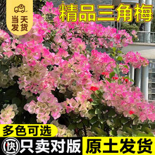 开时果 三角梅盆栽花苗四季开花 重瓣爬藤庭院攀援植物阳台花卉树苗盆景 【热销款】中国红（约25-35cm）+原土发货 【原土发货】开花包对版