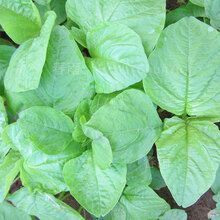 苋菜种籽圆叶红苋菜红汉菜野生野菜四季春季春夏农家田园蔬菜种子 白苋菜 50g散装