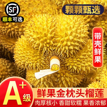 芫曦榴莲金枕新鲜果整箱一整个带壳泰国进口巴掌金枕头榴莲批发一箱 【商超级】50年精选树果 【尝鲜果】净重2-3斤包3-4房