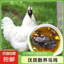 农家散养乌骨鸡 白羽乌鸡净散养土山鸡白毛乌骨鸡三黄鸡 乌鸡950g
